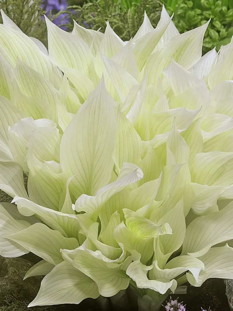 Hosta Seeds - Spectacular Foliage Plant with White and Light Green Leave... - $9.45