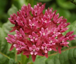 30 Pcs Seeds Asclepias Purpurascens Purple Milkweed Monarch Host Plant - £4.49 GBP