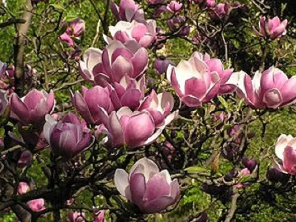 5 Saucer Magnolia Seeds Lily Flower Tree Fragrant Tulip Flowers135 Fresh - £13.30 GBP
