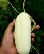 New Fresh Seeds Cucumber Seeds White Wonder 30 Seeds Vegetable Variety - $5.94