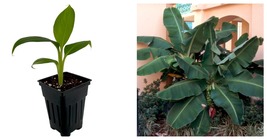 2.5&quot; Pot - Dwarf Cavendish Banana Plant - Musa - £30.53 GBP