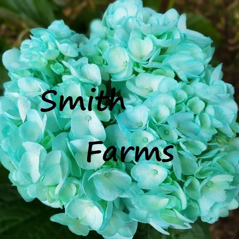 25 Seeds Teal Blue Hydrangeas Flower Plant Plants Fast US Shipping - $9.50