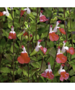 50 Hot Lips Salvia Seeds Flower Seed Perennial Flowers Hummingbird - $16.43 CAD