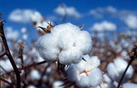 Grow In US 38 White Cotton Gossypium Seeds Non-Gmo Shipper Best Price - £7.24 GBP