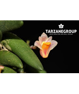 DOCKRILLIA / DENDROBIUM LICHENASTRUM VAR. PRENTICEI MINIATURE ORCHID MOU... - $43.00