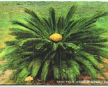 Sago Palm Female Balsam Plant Florida FL UNP H &amp; WB DB Postcard G2 - £2.29 GBP