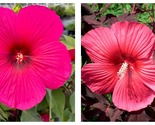 Carousel Pink Passion Hibiscus Moscheutos Plant - Cutback/Dormant - £30.62 GBP