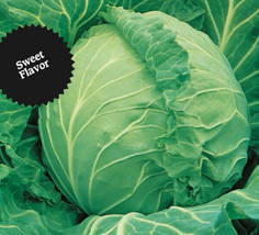 Berynita Store 1000 Cabbage Seeds Copenhagen Market Heirloom Fresh - £14.32 GBP