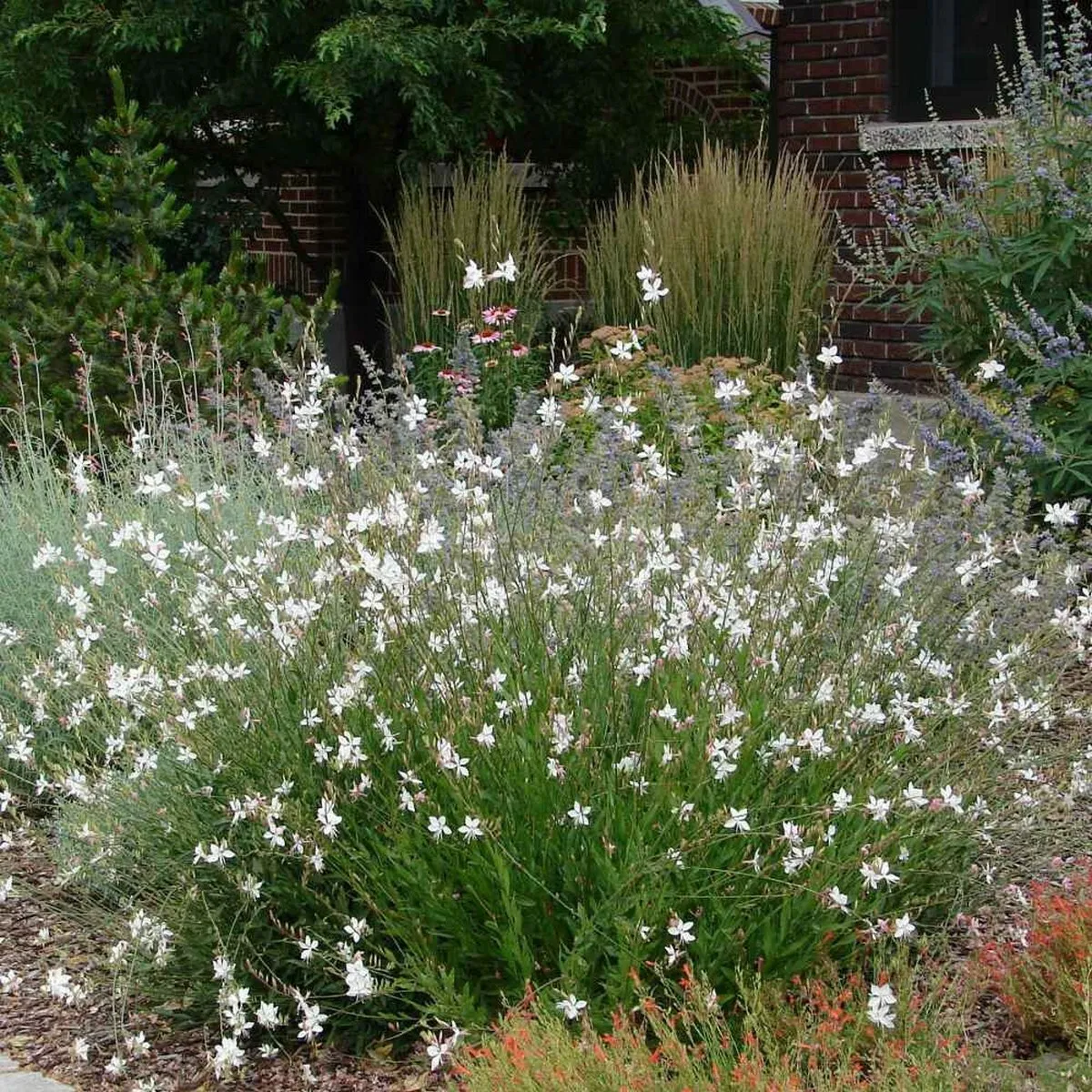 Fresh New Gaura Lindheimeri 15 Seeds - $10.15