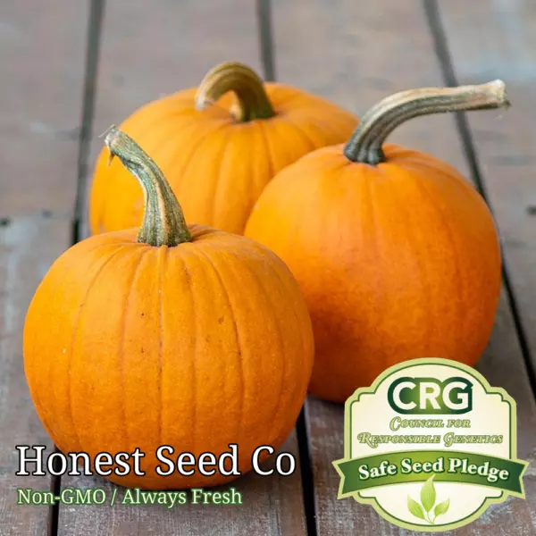 Small Sugar Pumpkin Seeds For Planting Non-Gmo Heirloom Seeds Usa Fresh - £10.38 GBP