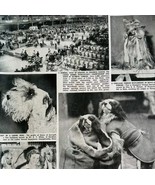 1951 Olympia Dog Show Sealyham Terrier Afghan UK Sphere Magazine Print D... - $40.99 CAD