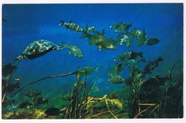 Florida Postcard Silver Springs Fish &amp; Turtles - £1.56 GBP