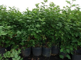 Navajo Thornless Blackberry 2-6 Ft Plant Antioxidant Healthy Plants Blac... - £77.49 GBP