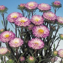 USA SELLER Aster Seeds Aster Matsumoto Blue White Tip 50 Aster Seeds Flower Seed - £14.52 GBP