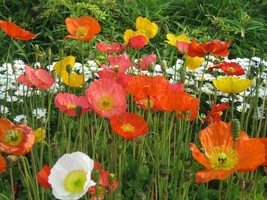 Iceland Poppy Seed Mix - 100+ Seeds - Beautiful Flowers! Z 081 - £1.95 GBP