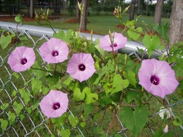 SRN Ipomoea Cordatotriloba Var. Cordatotriloba 10 Seeds Garden - $2.92