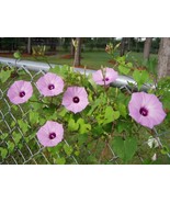 SRN Ipomoea Cordatotriloba Var. Cordatotriloba 10 Seeds Garden - €2,53 EUR