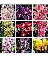100 Seeds Cymbidium Orchid Seeds Mixed 9 Types Of African Cymbidiums Flo... - $7.35