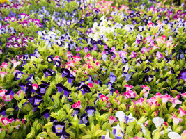 VP 10 Kauai Mix Torenia Fournieri Sun Or Shade Wishbone Flower Seeds - Mixed Col - £3.55 GBP