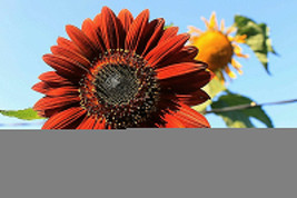 100+ Velvet Queen Tall Sunflower Seeds: Red &amp; Orange Non-Gmo Heirloom Flower - £7.63 GBP