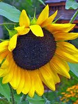 Golden Sunflowers 25+ Seeds Organic Newly Harvested, The Classic Sunflower - £2.79 GBP