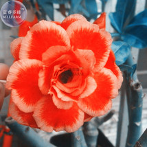 Rose Orange Adenium Desert Rose Seeds 2 Seeds Pack 5 Layer Orange Petals Light O - $7.16