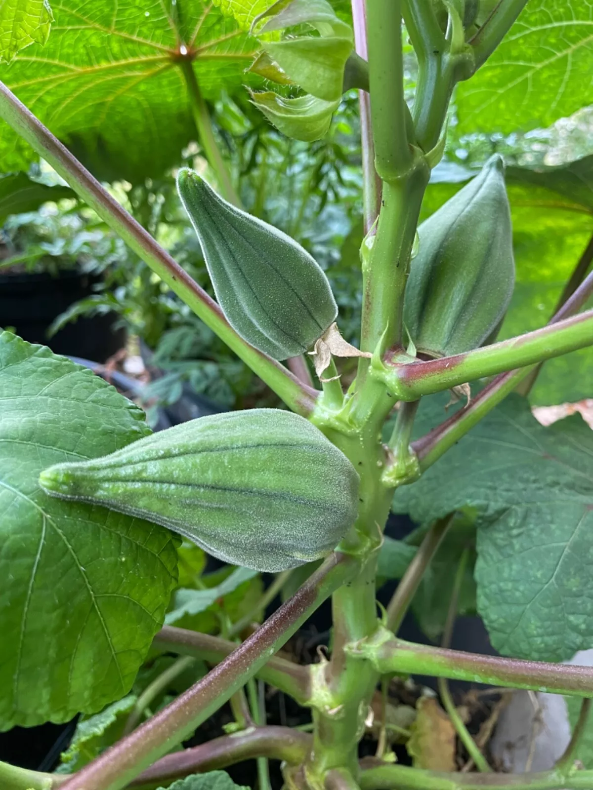 BStore Nkruma Tenten Okra Ghana Favorite Okra Heirloom 20 Seeds Pack Sta... - $10.00