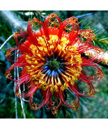 LWK 5 Lantern Banksia Tree Seeds Fireworks Exotic Flowering House Fast S... - €19,14 EUR