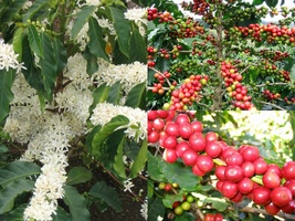 Variety Size Seeds Arabian Coffee Shrub Coffea arabica Showy Evergreen Fragrant - £13.39 GBP+