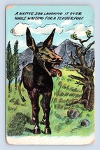 Native Son Donkey Mule Laughing it Over Humor 1910 DB  Postcard M5 - £3.11 GBP