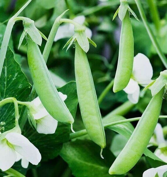 SEPTH 25 Sugar Ann Snap Pea Seeds - NON-GMO / Heirloom - - $2.00