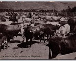Huaso Branding Cattle at Ranch Magallanes Chile 1908 DB Postcard K7 - $13.81
