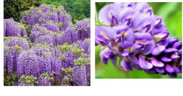 9-12&quot; Tall Live Plant - Chinese Wisteria Vine - Quart Pot - Wisteria sinensis - £62.46 GBP