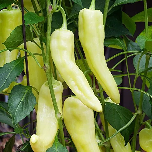 SKMO Sweet Banana Pepper Vegetable Heirloom 30 Seeds Indoor Gardening - £7.33 GBP