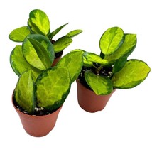 Hoya Variegated Australis 2 inch Set of 3 Lisa Wax Plant Porcelain Flower Tiny M - £25.89 GBP