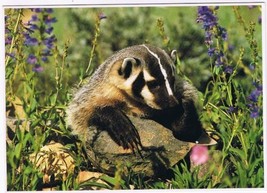 Postcard Badger North American Wildlife 5 x 7 - £2.85 GBP