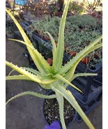 Aloe Arborenscens Variegated (1 Gal pot) - $67.00 CAD