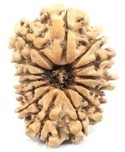 14 Mukhi Rudraksha / Fourteen Face Rudraksh - Nepal - 23.10 mm - IGL Certified - $387.85