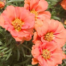 Portulaca Portulaca Sunseeker Orange 50 Fresh Seeds USA Seller - £13.93 GBP