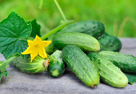 New Fresh National Pickling Cucumber Seeds Organic Cucumber Seeds Seeds Vegetabl - £2.23 GBP