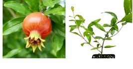 Punica granatum - Dwarf Pomegranate - Live Plant GARDEN - £33.56 GBP