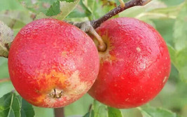 25+ Cornish Aromatic Apple Seeds For Garden Planting - USA  - £4.09 GBP