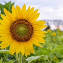 Heirloom Edible White Long Sunflower - 20 Seeds - £4.64 GBP