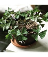 1 Oxalis Regnelli &quot;Irish Mist&quot; Shamrock Bulbs, Outdoor &amp; Indoor Houseplant - $29.95