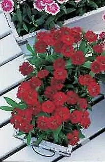 Dianthus Telstar Crimson 250 seeds - $34.95