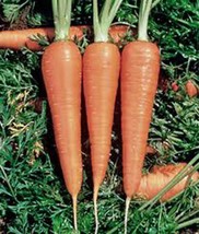 Carrots Danvers 126 Heirloom 50 Seeds - £6.56 GBP