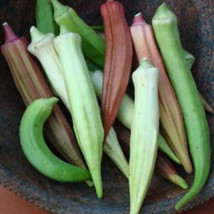 FA Store Rainbow Fiesta Okra Seeds 30 Ct Mix Vegetable Non-Gmo - £6.57 GBP