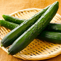 USA SELLER Japanese Long Burpless Cucumber Kyuri Seedless Free Shipping - £9.07 GBP