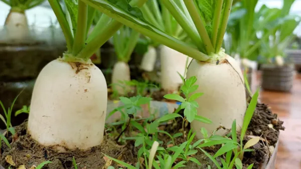 700+ White Icicle Radish Seeds. Non - Gmo. Fresh Harvest Great Taste Garden - £7.97 GBP