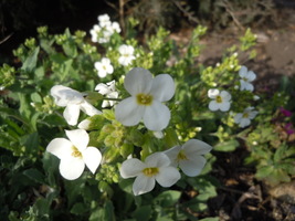 100 Fresh Seeds Rock Cress Alpine white - £8.85 GBP